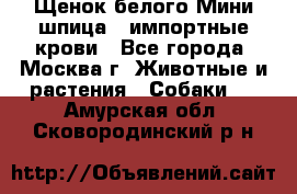 Щенок белого Мини шпица , импортные крови - Все города, Москва г. Животные и растения » Собаки   . Амурская обл.,Сковородинский р-н